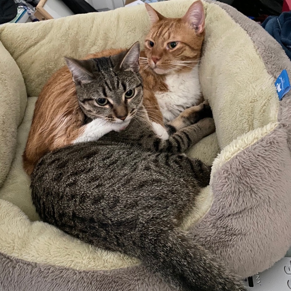 Meet your Posher, Brittany